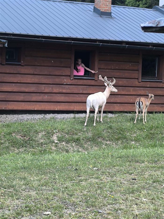 Bílý daněk s mládětem před chalupou