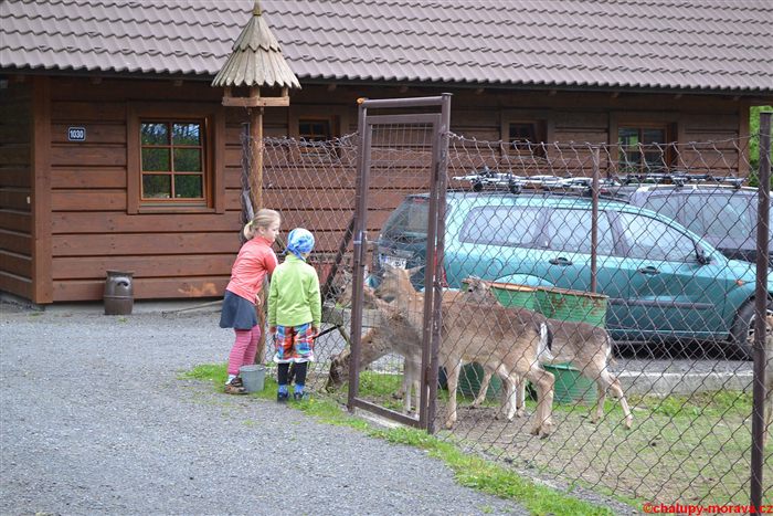 Krmení daňků u chalupy